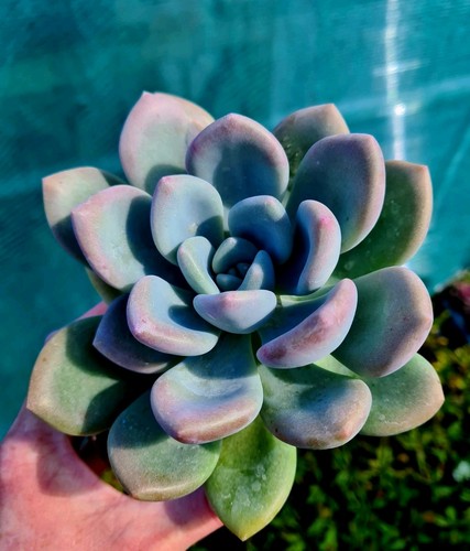 Graptoveria opalina pastel - |,
