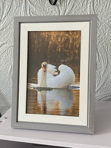 Elegant swan frames photo - frames,