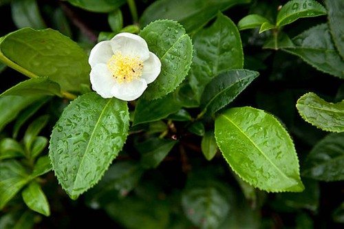 Camellia sinensis darjeeling - camellia,