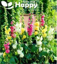 HOLLYHOCK - SUMMER CARNIVAL