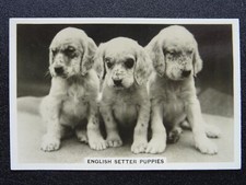 THE ENGLISH SETTER PUPPIES - DOGS R/P by Senior Service Cigarette Cards 1939