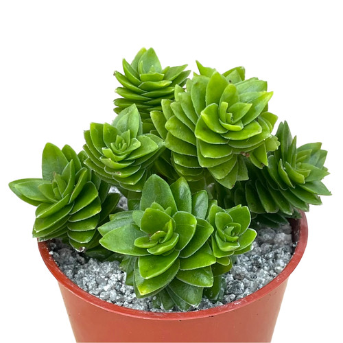 Crassula estagnol uk grown - -,