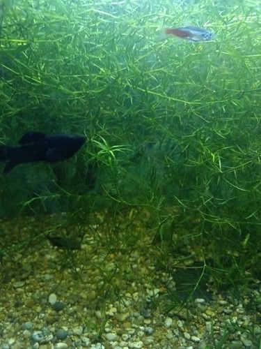 Guppy grass najas - guppy,
