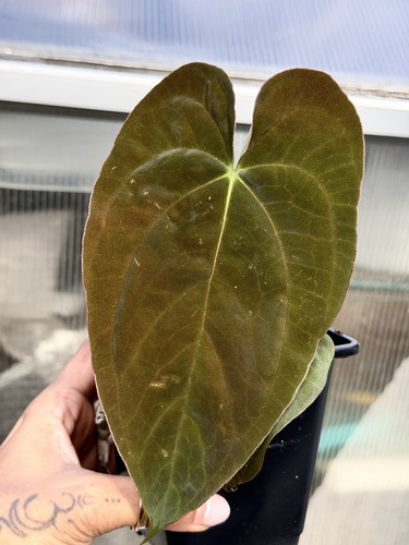 Exact plant collector - exact,