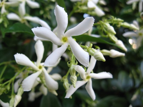 Star jasmine white flowers - jasmine,
