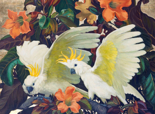 Sulphur crested cockatoo - sulphur,