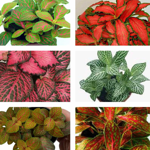 Bare root mosaic plants - mosaic,