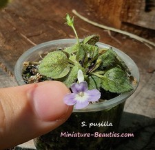 Micro Sinningia Pusilla