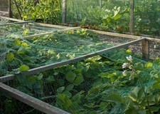 6 X Garden Bean 2m x 10m and