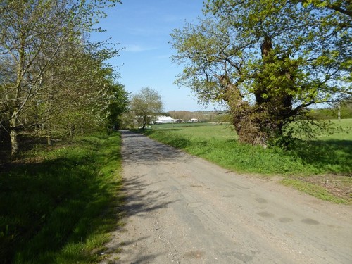 Photo 6x4 old oak tree - 6x4,