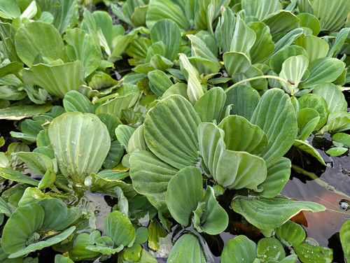 Water lettuce live floating - water,