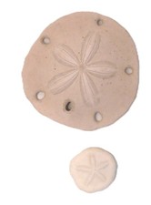 Fossil Sand Dollar Mellitella