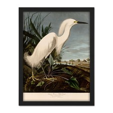 Audubon Birds Snowy Heron