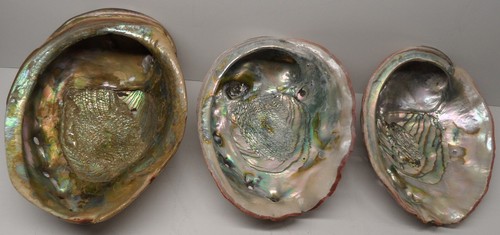 Lot red abalone - 3-pc., haliotis
