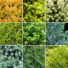 5 x Evergreen Conifer