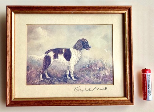 Elizabeth ansell springer - -,