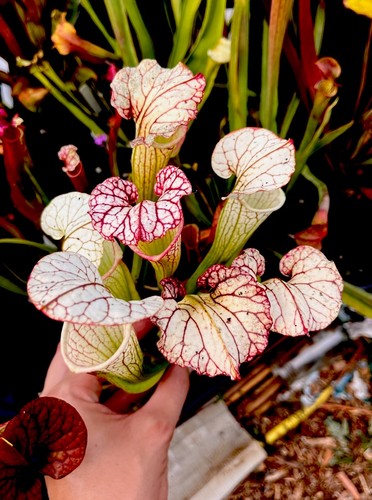 Sarracenia mitchelliana white - mitchelliana,
