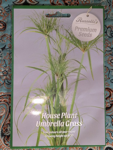 Umbrella grass premium seeds - premium,