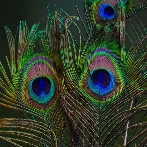 80cm large peacock tail - 70-80cm,