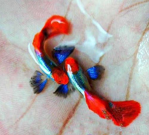 Platinum red tail dumbo - 10+,