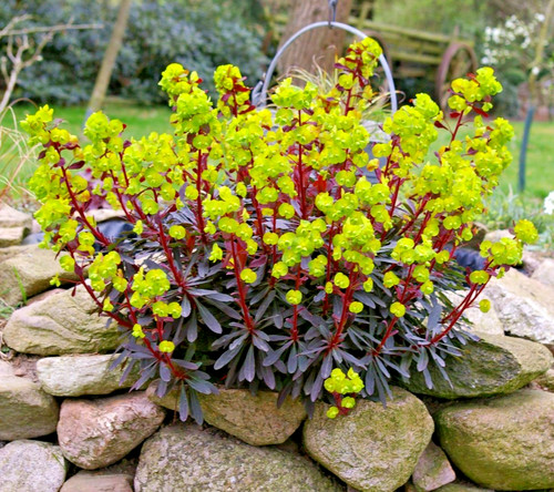 Euphorbia amygdaloides - euphorbia,