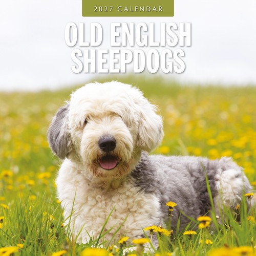 Old english sheepdogs 2027 - english,