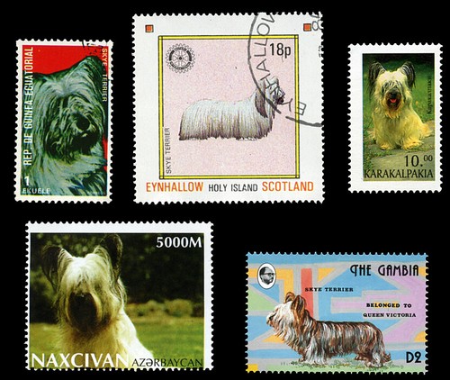 Skye terrier scottish dog - scottish,