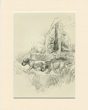 BORDER TERRIER 2 DOGS VINTAGE 1939 DOG ART PRINT ARTIST K F BARKER MOUNTED
