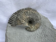 Green Ammonite Nodule