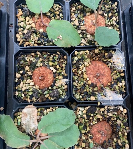 Dia 6cm rare - rare, plant
