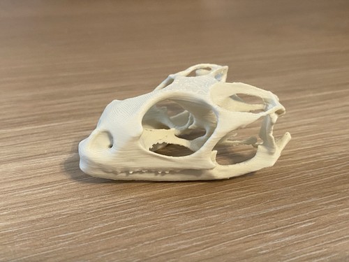 Replica bearded dragon skull - bearded,