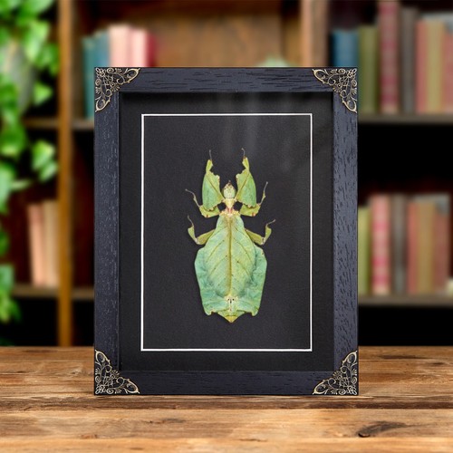 Giant leaf taxidermy insect - leaf, in