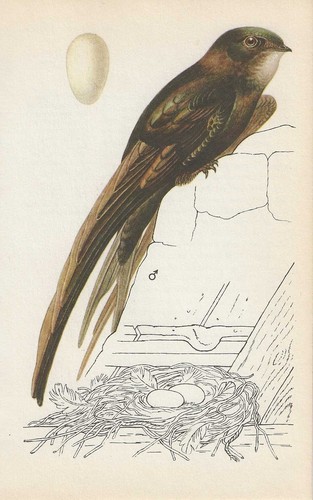 Vintage bird print - ,, book