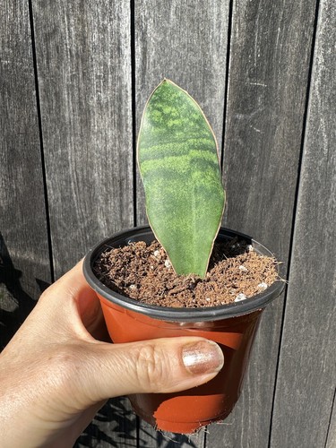 Sansevieria masoniana victoria - sansevieria,