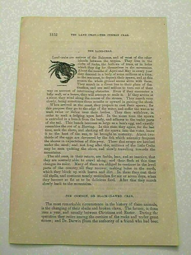 K134 view land crab - of,
