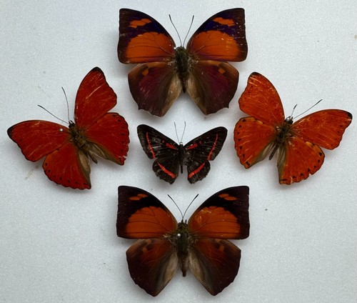 Real butterfly specimens - butterfly, x5