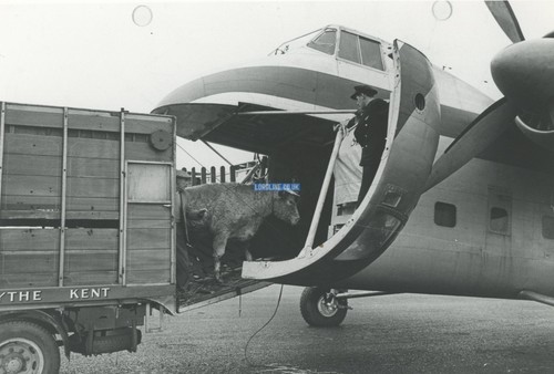 Lordline sales aircraft old - aircraft, /