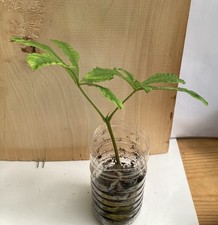 Horse Chestnut Tree Seedling