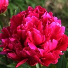 4 x Peony Karl Rosenfield