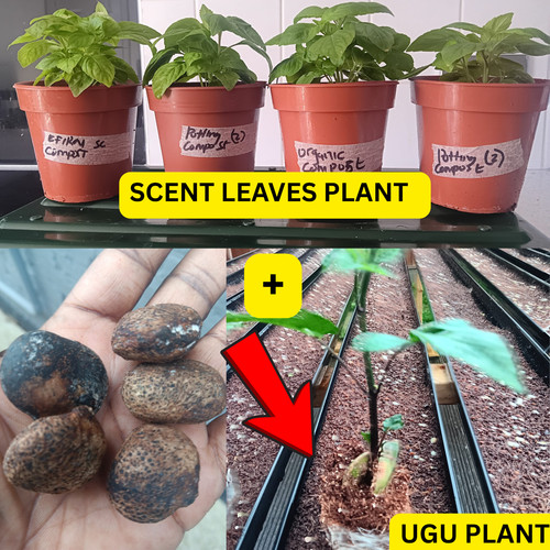 Organic ugu plants - 1, +