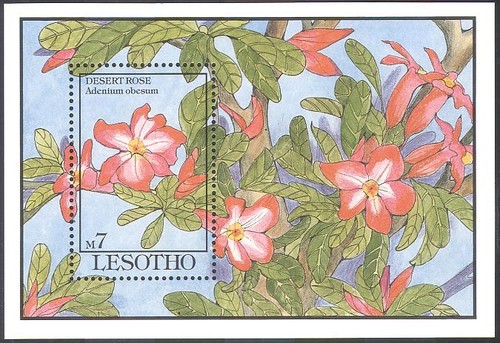 Lesotho 1993 desert - 1993,