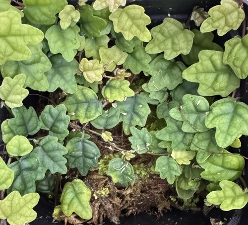 Oak leaf creeping - oak, fig