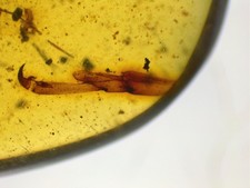 Fossil Burmese Amber Insect And Rare Insect Claw Cretaceous 100 Million Years