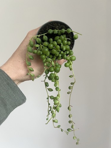 String pearls 6cm - of,