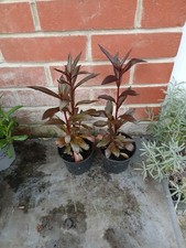 2 Lobelia Cardinalis, Cardinal Flower plants in 10.5cm pots approx. Red Perennia