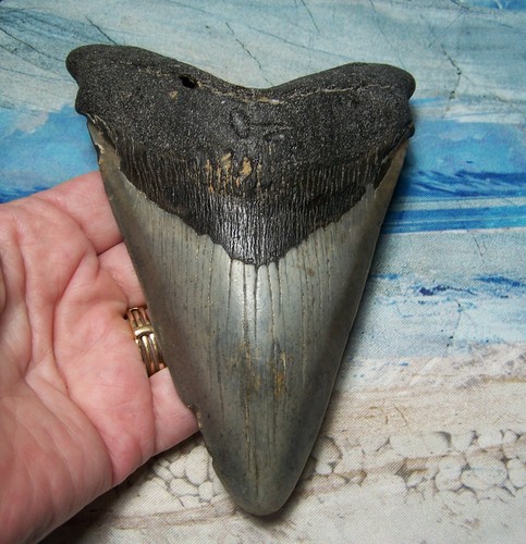 Megalodon shark tooth 2 - shark,