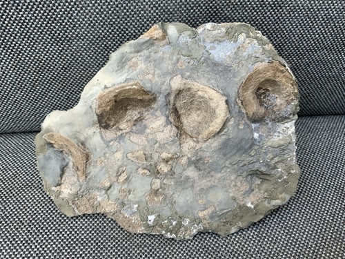 Fossil ichthyosaur vertebrae - fossil,