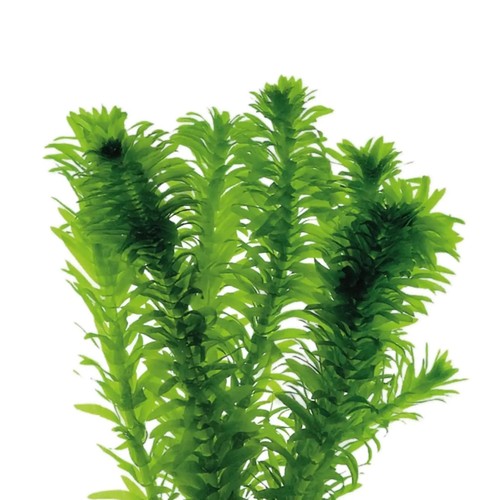 Elodea densa 20cm - elodea, x