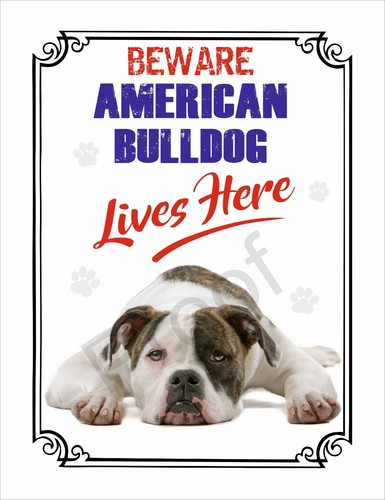 Beware american bulldog lives - beware,