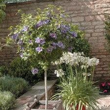 Flowering Standard Tree, Hardy
